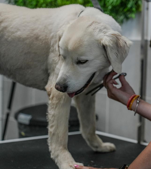toilettage animaux au salon toilettage Anilook à Beziers