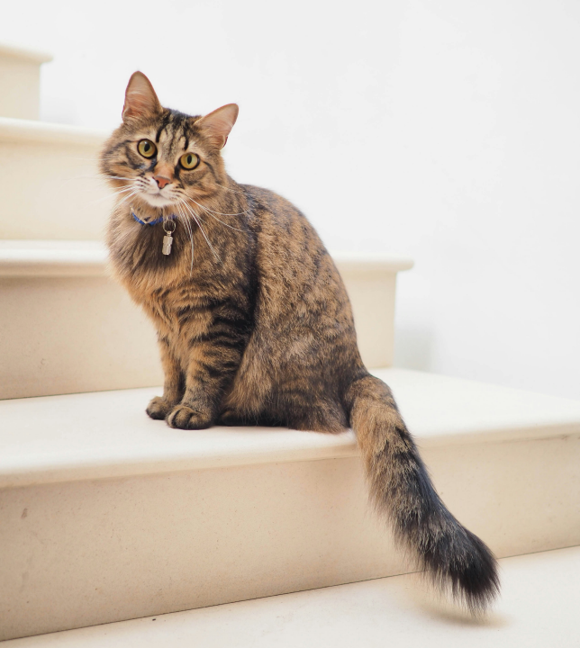 toilettage régulier