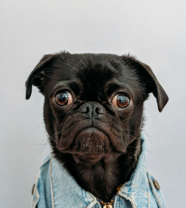 chien au salon toilettage Anilook à Beziers